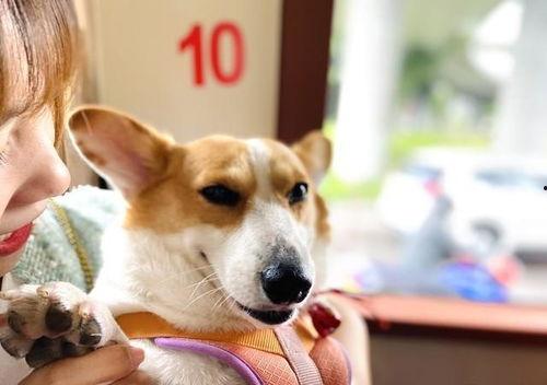 卷毛吃瓜视频爆料,揭秘娱乐圈惊人内幕